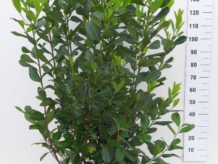 Prunus laur.  Rotundifolia  Online Hot Sale