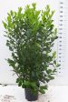 Prunus laur.  Rotundifolia  Online Hot Sale