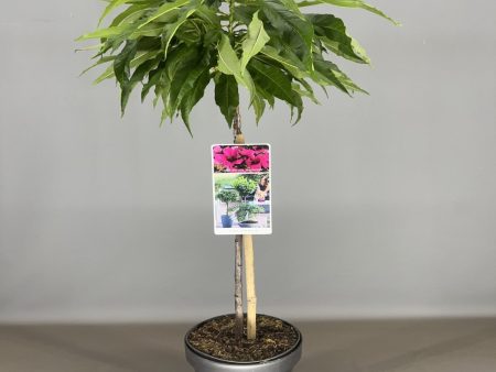 Prunus p.  Nectarella  Discount