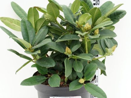 Rhododendron  Germania  Sale