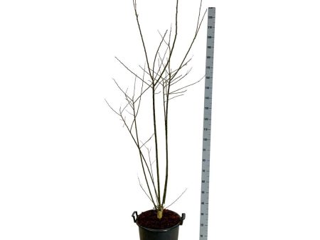 Stachyurus praecox Supply