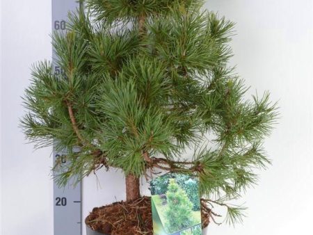 Pinus sylv.  Globosa Viridis  Hot on Sale