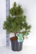 Pinus sylv.  Globosa Viridis  Hot on Sale