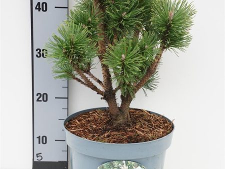 Pinus mugo  Alpenzwerg  Online