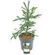 Abies procera  Rat Tail  For Cheap