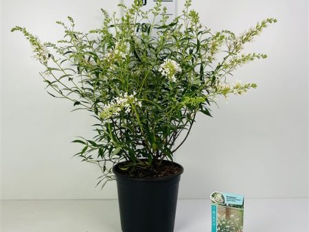 Buddleja d.  Free Pet. Snow White  Online