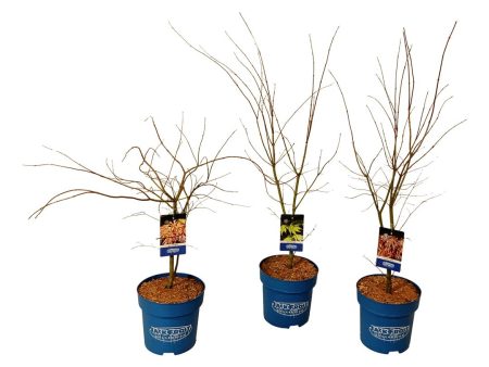 Acer (Jack Frost®) in cultivars Online Sale