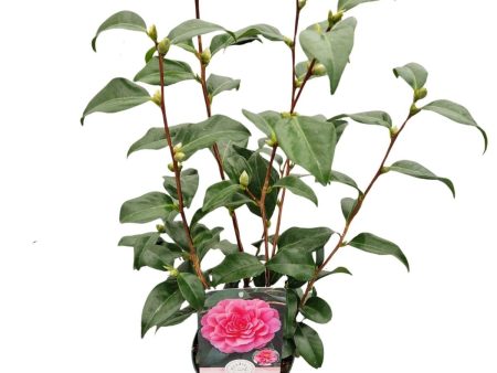 Camellia j.  Pink  on Sale