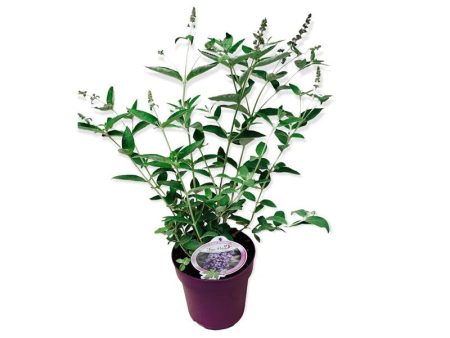 Buddleja d.  Free Pet. Blue Heaven  Online