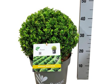 BetterBuxus®  Babylon Beauty  Discount