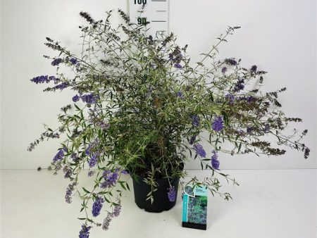 Buddleja d.  Nanho Blue  Supply