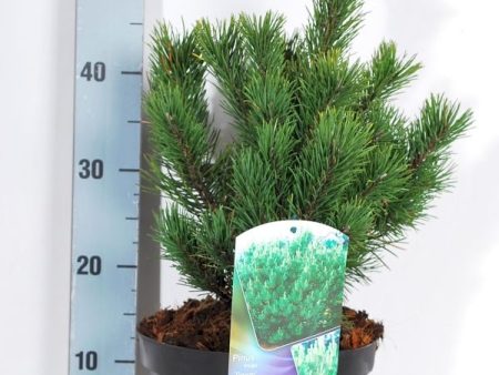 Pinus mugo  Gnom  Online Hot Sale