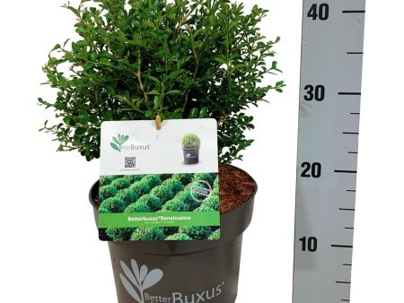 BetterBuxus®  Renaissance  Discount