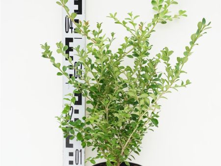 BetterBuxus®  Babylon Beauty  Online