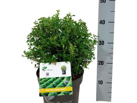 BetterBuxus®  Babylon Beauty  Online Hot Sale