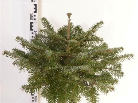 Abies nordmanniana Supply