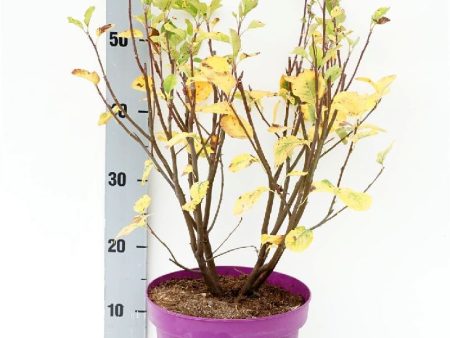 Amelanchier aln.  Greatberry® Fruity  For Discount