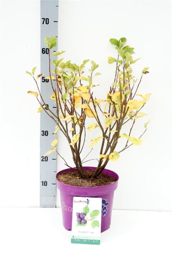 Amelanchier aln.  Greatberry® Fruity  For Discount