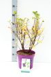 Amelanchier aln.  Greatberry® Fruity  For Discount