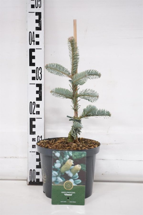 Abies procera  Glauca  on Sale