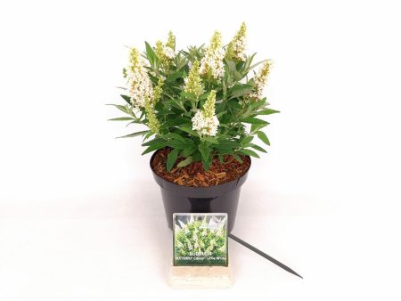 Buddleja d.  Butterfly Candy Little White ® For Discount