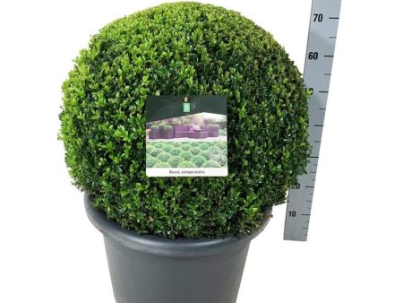 Buxus sempervirens For Discount