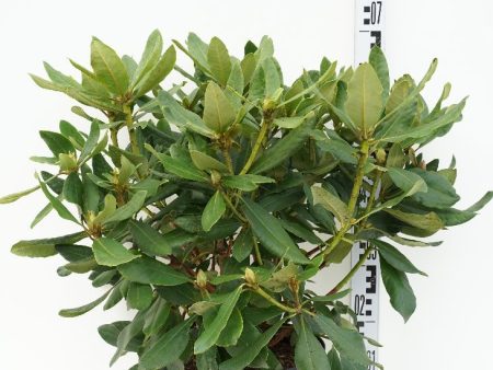 Rhododendron  Nova Zembla  Online Sale