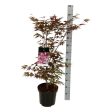 Acer pal.  Atropurpureum  Discount