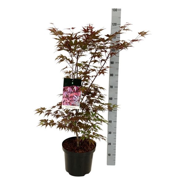 Acer pal.  Atropurpureum  Discount