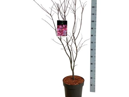 Acer pal.  Atropurpureum  Discount