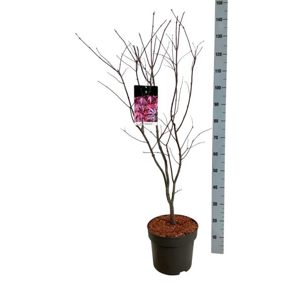 Acer pal.  Atropurpureum  Discount