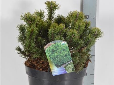 Pinus mugo  Mops  Online now