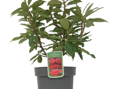 Rhododendron  Marie Forte  For Discount