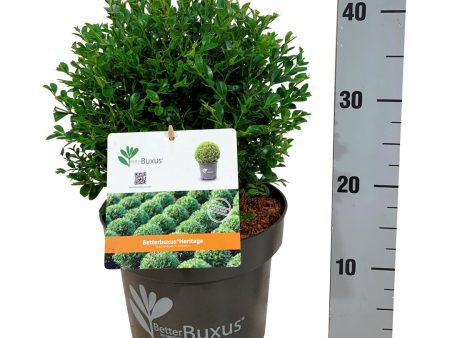 BetterBuxus®  Heritage  Online