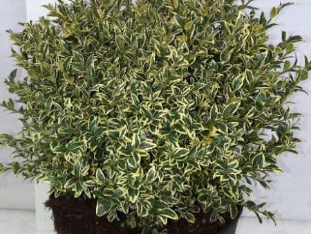 Buxus sem.  Elegans  For Cheap