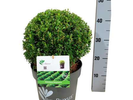 BetterBuxus®  Renaissance  Cheap