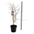 Acer  North Wind ® (Jack Frost) Sale