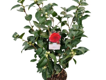 Camellia j.  Red  For Discount