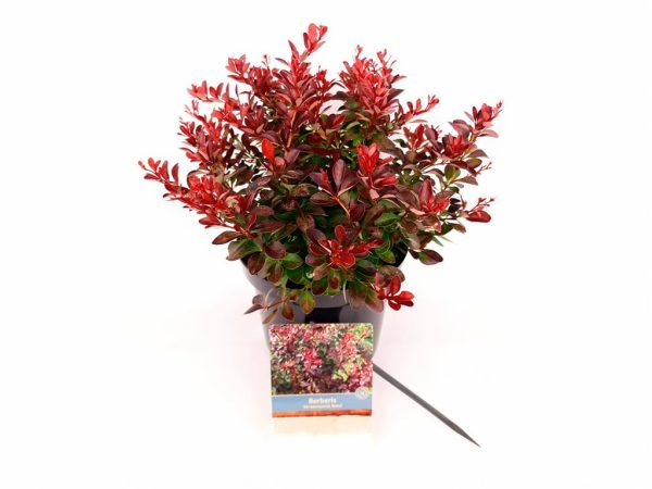 Berberis thunb.  Atropurpurea Nana  Online Sale