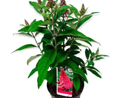 Buddleja d.  Butterfly Candy Little Ruby ® Online now