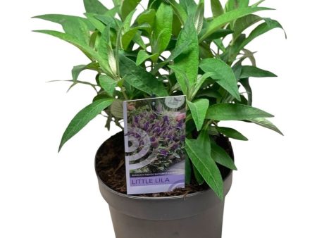 Buddleja d.  Butterfly Candy Little Lila ® Cheap