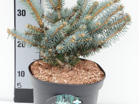 Picea pungens  Glauca Globosa  For Cheap