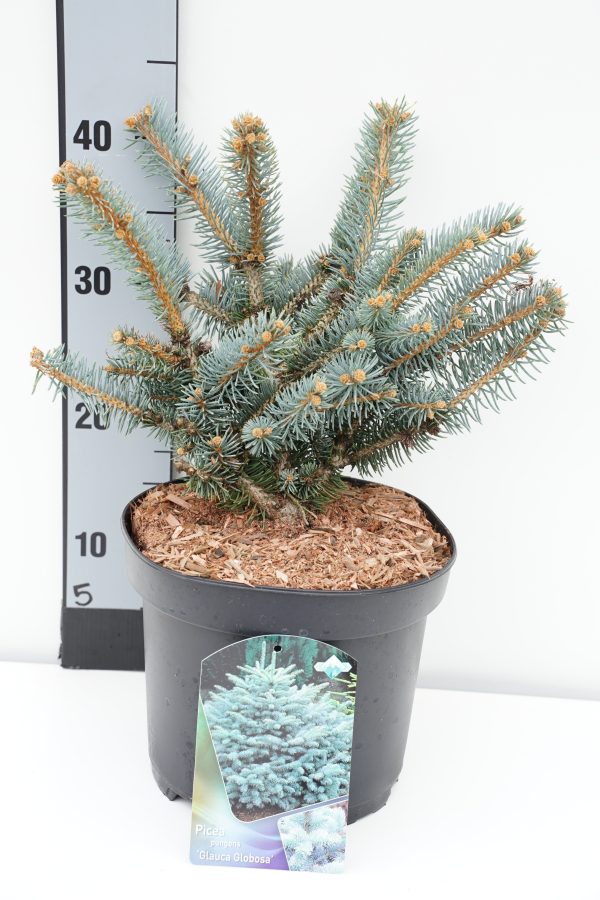 Picea pungens  Glauca Globosa  For Cheap