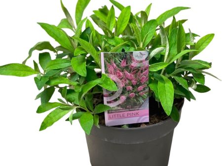 Buddleja d.  Butterfly Candy Little Pink ® Discount