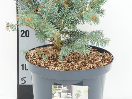 Abies lasiocarpa  Compacta  Sale