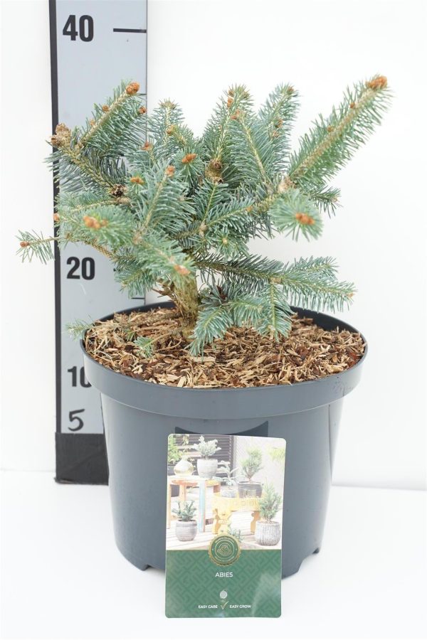 Abies lasiocarpa  Compacta  Sale