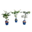 Acer (Jack Frost®) in cultivars Online Hot Sale