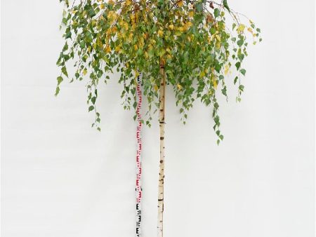 Betula p.  Youngii  Discount