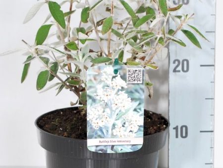 Buddleja  Silver Anniversary  Online Hot Sale